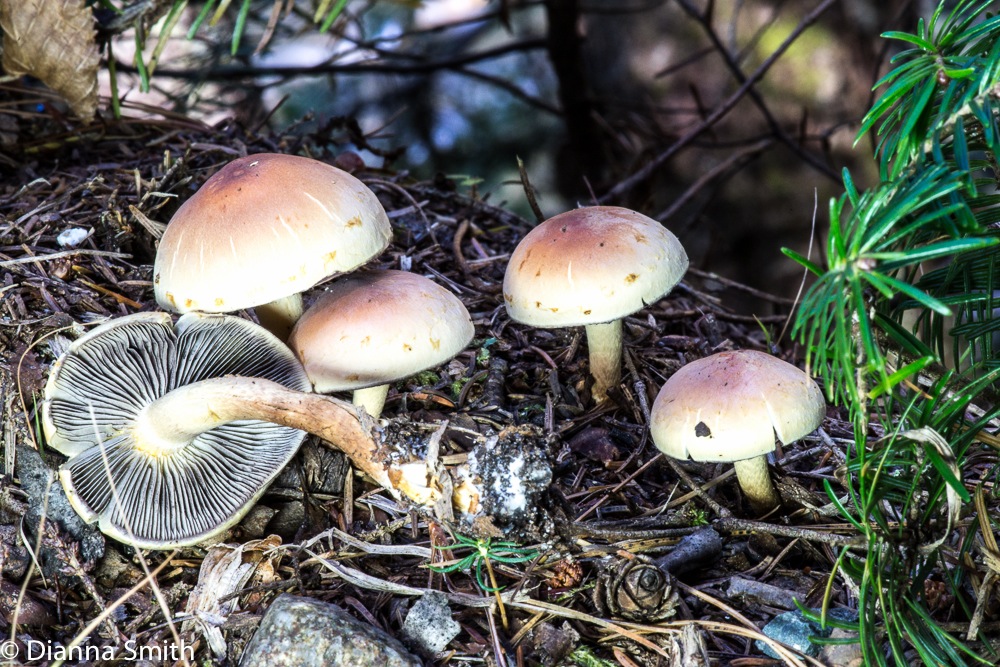 Hypholoma lateritium00780
