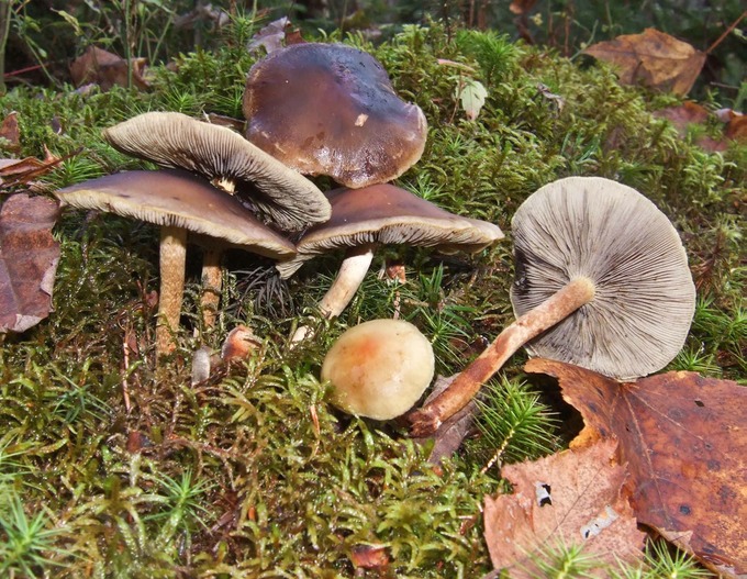 Hypholoma sublateritium10080039