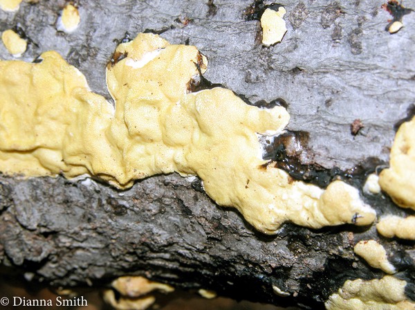 Hypocrea sulphurea on Exidia nigricans 2553