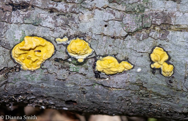 Hypocrea sulphurea1000116