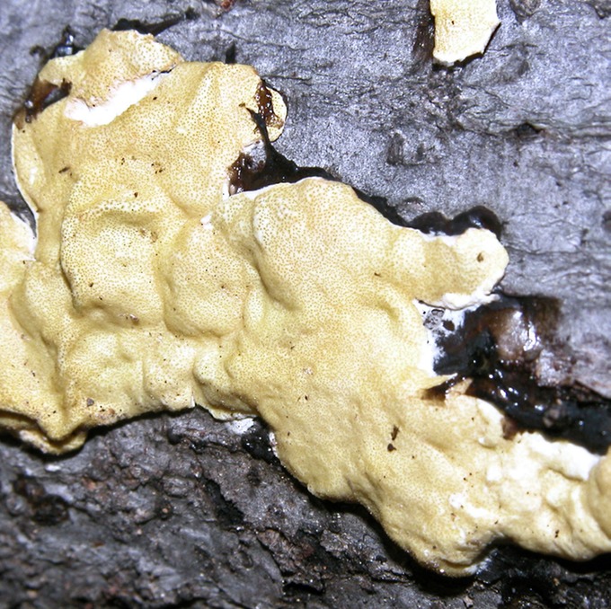 Hypocrea sulphurea on Exidia glandulosa 2553