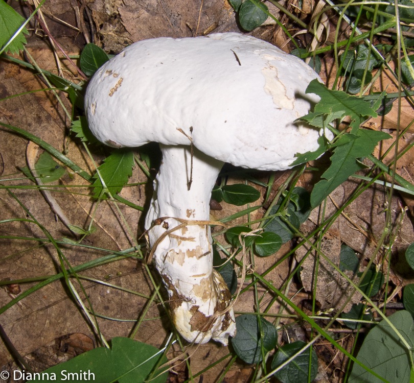 Hypomyces chrysospermus_1455