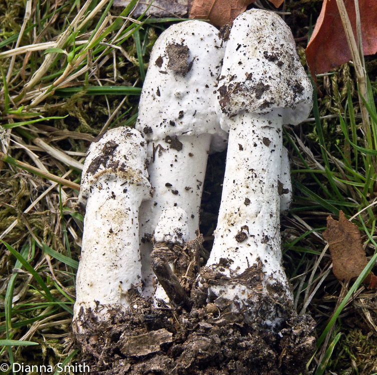 Hypomyces hyalinus on Amanita rubescens3120