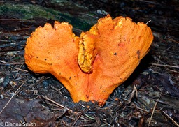 Hypomyces lactifluorum02230