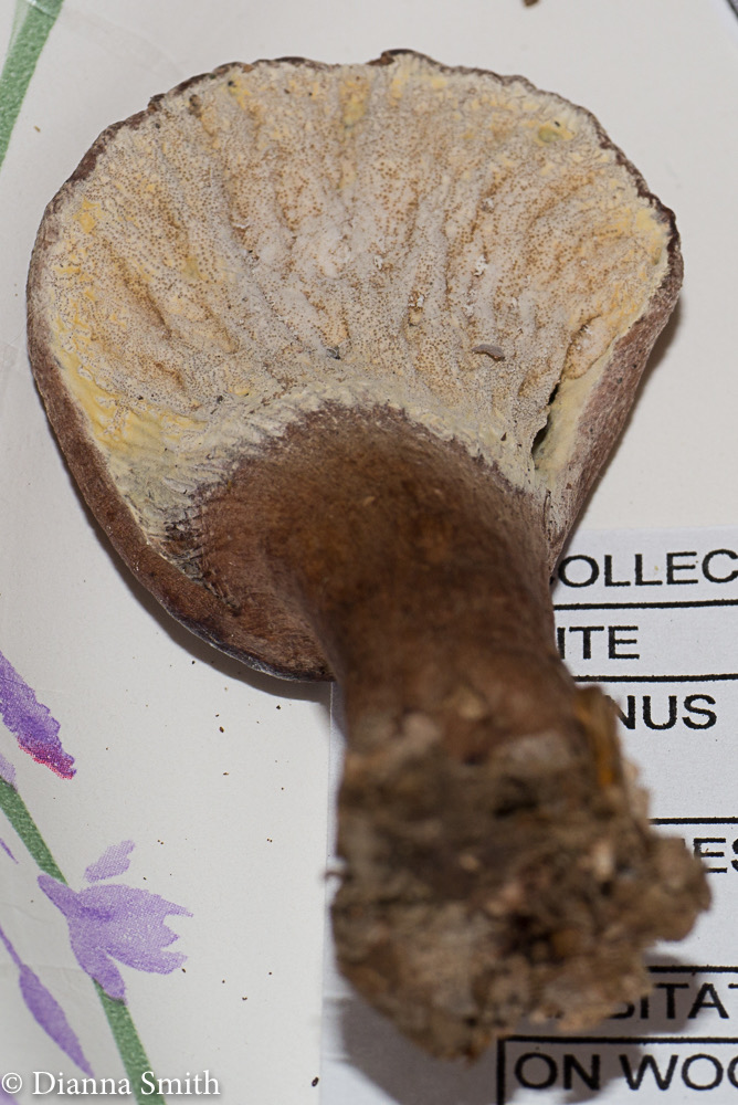 Hypomyces lateritius1020307