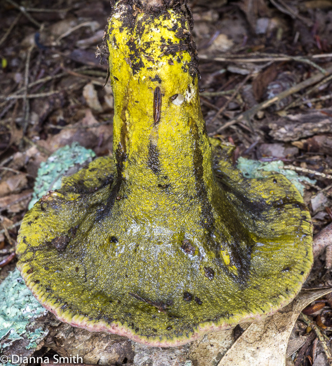 Hypomyces luteovirens03672