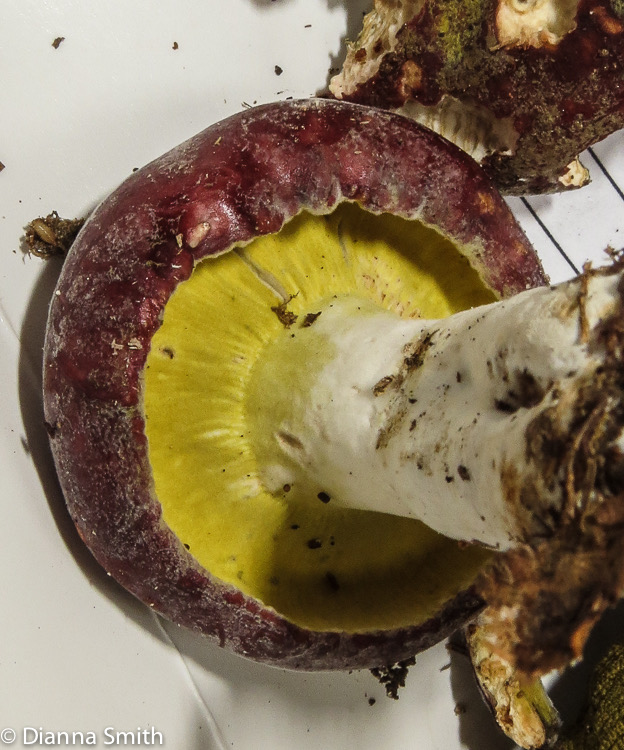 Hypomyces luteovirens 0130