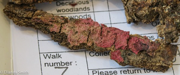 Hypomyces rosellus 0865