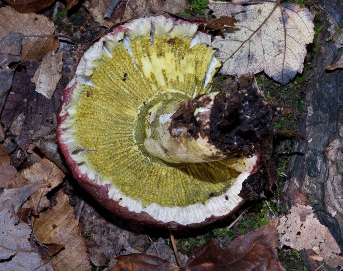 Hypomyces atroviridis04092