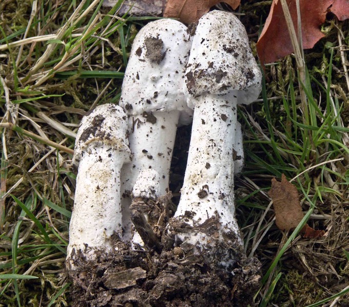 Hypomyces hyalinus on amanitas3120