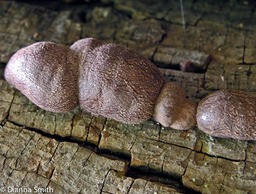 Hypoxylon fragiforme 4815