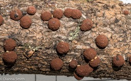 Hypoxylon fragiforme01494