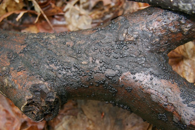 Hypoxylon1786