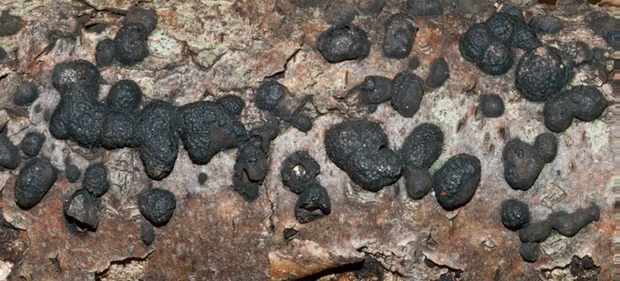 Hypoxylon multiforme04380