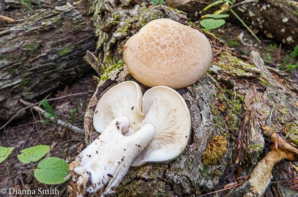 Hypsizygus marmoreus (tessulatus)  1458