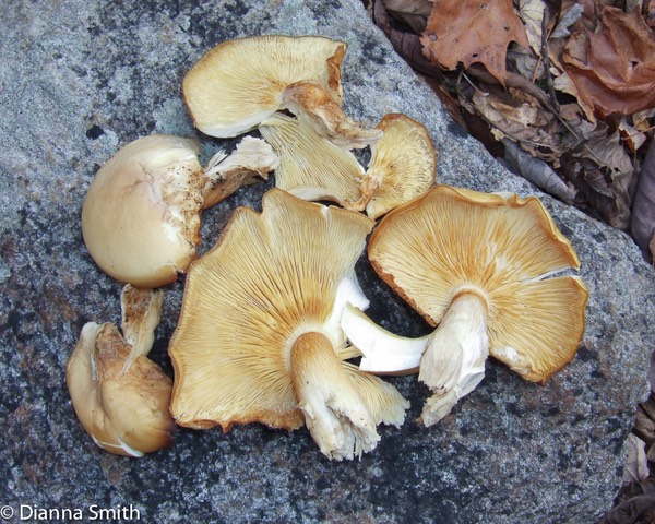Hypsizygus tessulatus (Pleurotus elongatipes)7831