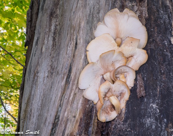 Hypsizygus ulmarius or tessulatus 05798