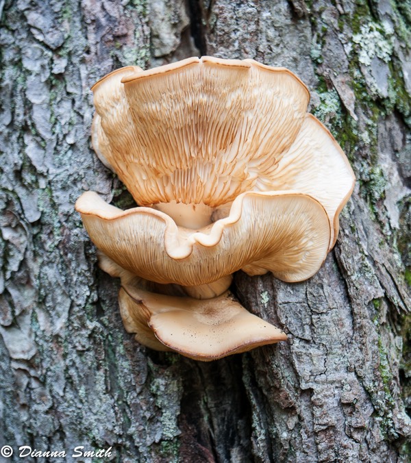 Hypsizygus ulmarius1020018