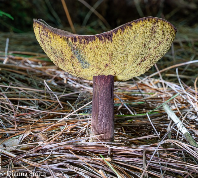 Imleria badia (Boletus badius) 03340