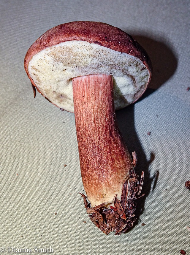 Imleria badia mb 08329