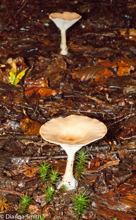 Infundibulicybe (Clitocybe) gibba02097