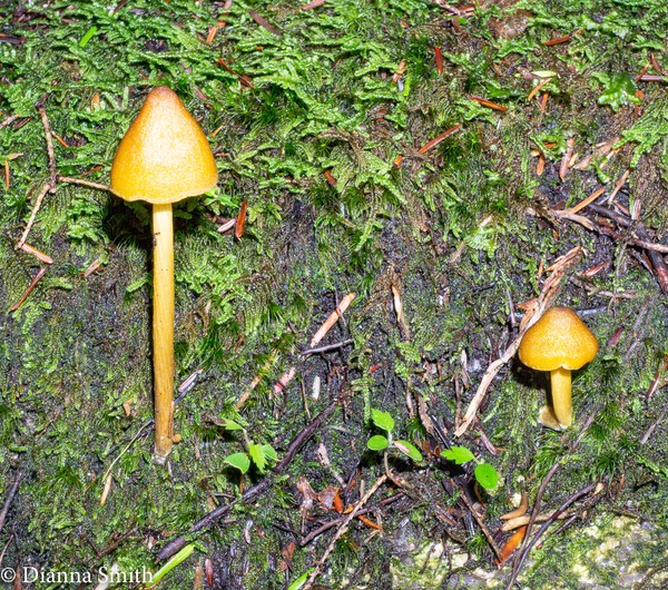 Inocephalus luteus (Entoloma luteum, Nolanea lutea) 01857
