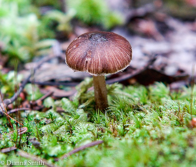 Inocybe fastigiella 9628