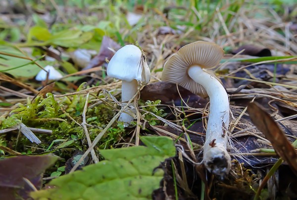 Inocybe geophylla 04891