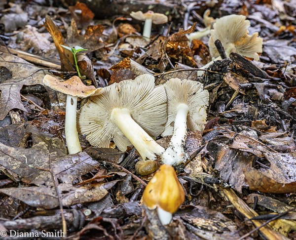 Inocybe rimosoides 02727