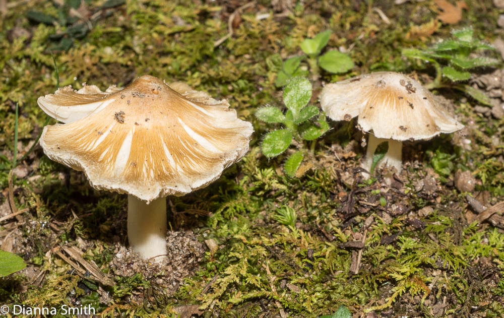 Inocybe sp. 02602