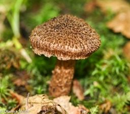 Inocybe tahquamenonensis_1359