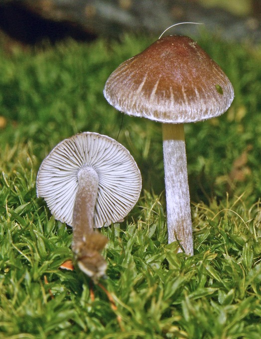 Inocybe3312