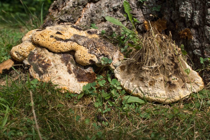 Inonotus dyradeus01208