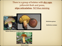 BOLETES.012-001