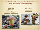 BOLETES.013-001