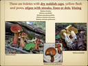 BOLETES.015-001