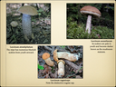 BOLETES.036-001