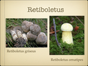 BOLETES.042-001