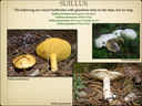 BOLETES.046-001
