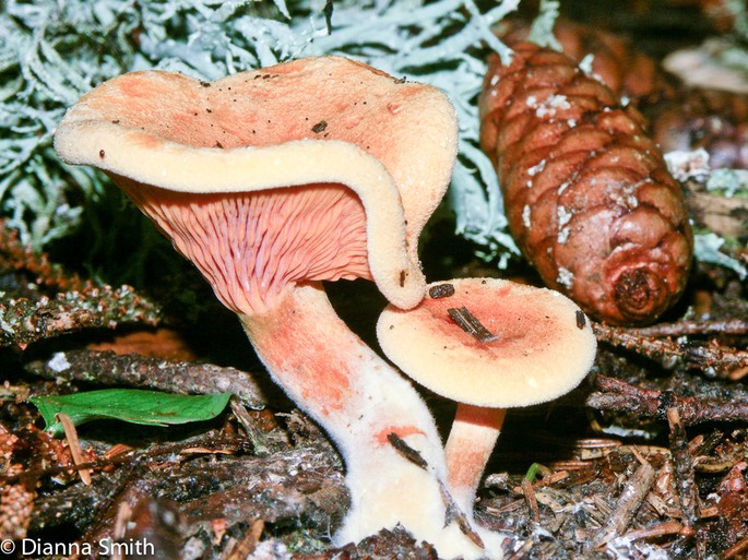 JO DS Hygrophoropsis aurantiacus1546