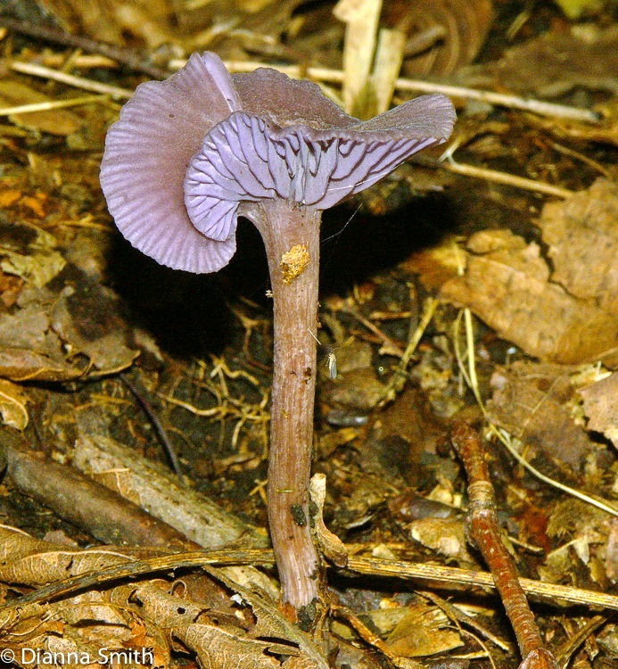 Laccaria amethystina2330