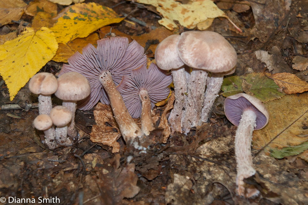 Laccaria ochropurpurea06221