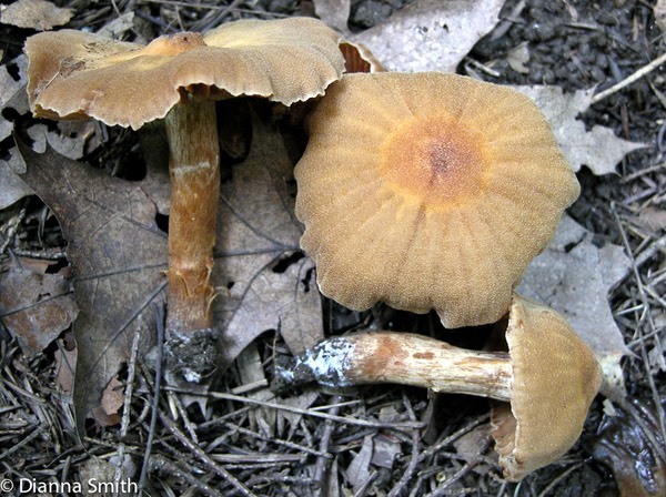 Laccaria proxima6264