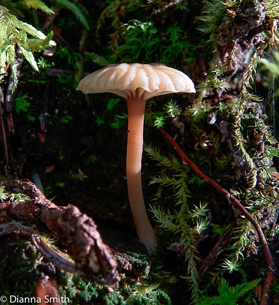 Laccaria tortilis 9541