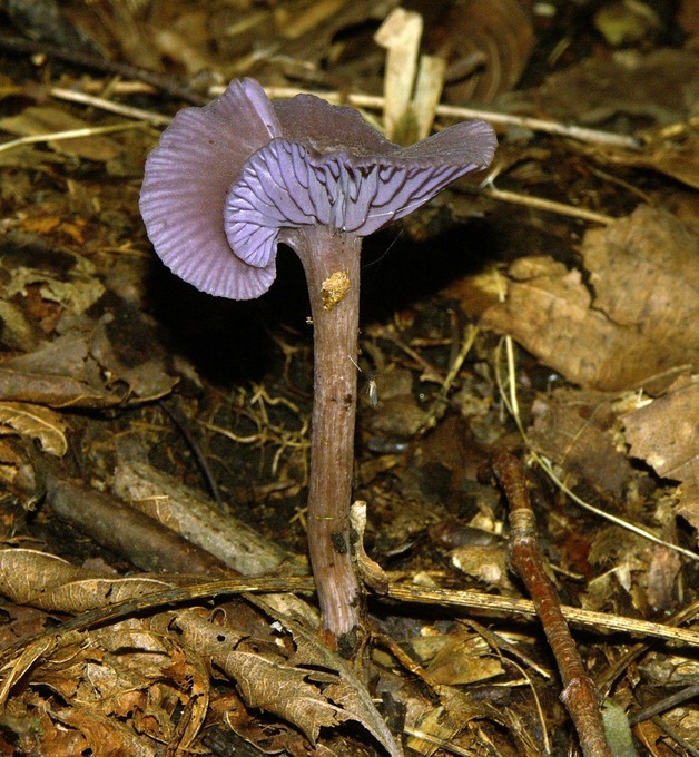 Laccaria amethystina2330