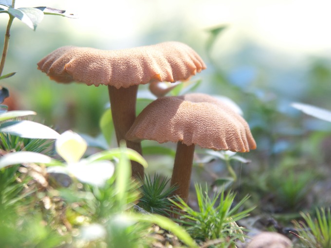 Laccaria proxima 0002-1