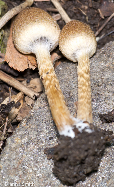 Lacrymaria velutina (Psathyrella velutina)1000159