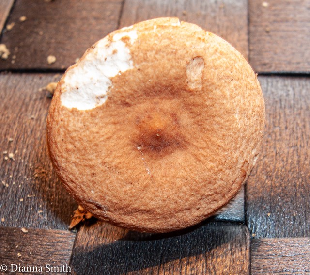 Lactarius areolatus  hairy red-brown cap, stem and cream gills  3647-1