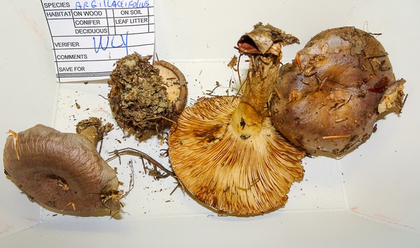 Lactarius argillaceifolius 03090