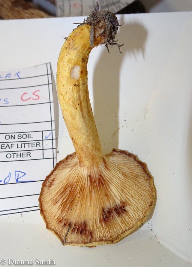 Lactarius aspideoides 03085